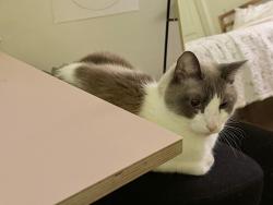 Reunited Male Cat last seen Kobbe and Hitchcock, San Francisco, CA 94129
