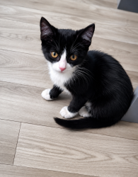 Found/Stray Unknown Cat last seen Acacia, Hemet, CA 92543
