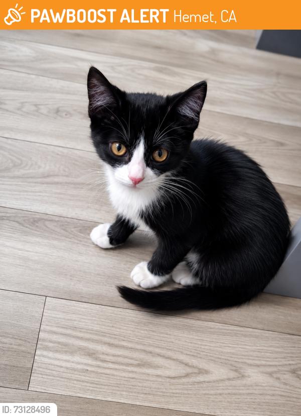 Found/Stray Unknown Cat last seen Acacia, Hemet, CA 92543