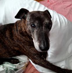 Reunited Male Dog last seen Near Pacific Ave, Long Beach, CA 90806, USA, Long Beach, CA 90806