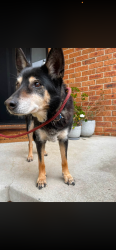 Reunited Female Dog last seen Saunders Street, Ngunnawal, ACT 2913