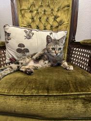 Reunited Female Cat last seen Elk Grove Florin & Bond, Elk Grove, CA 95624