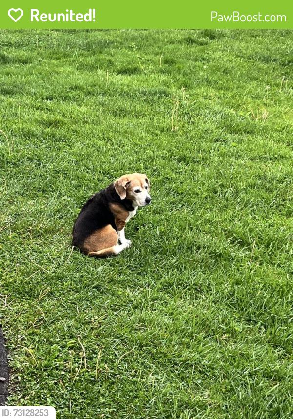 Reunited Female Dog last seen Near Pinehurst dr, Morgantown, WV 26505
