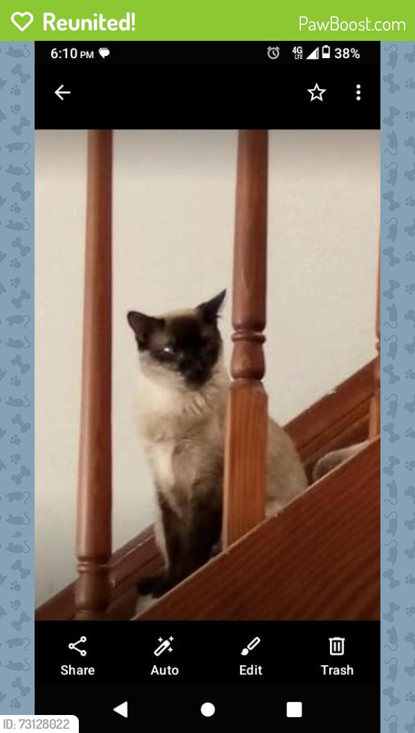 Reunited Female Cat last seen Panorama Lp. And Linda View Pl. 87123, Albuquerque, NM 87123