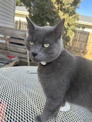 Reunited Male Cat last seen Near Central Park, Bismarck, ND 58501