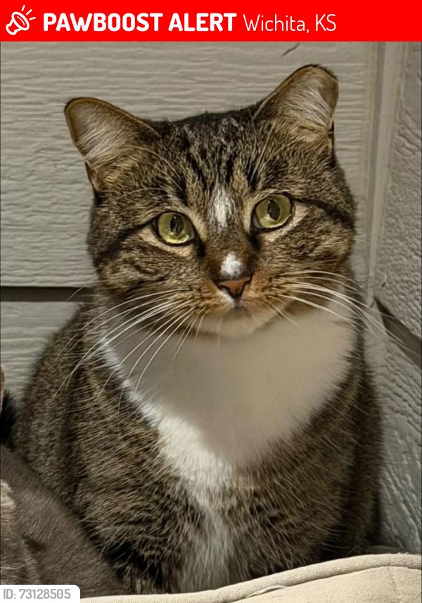 Lost Female Cat last seen 13th and Greenwich, Wichita, KS 67206