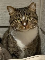 Lost Female Cat last seen 13th and Greenwich, Wichita, KS 67206