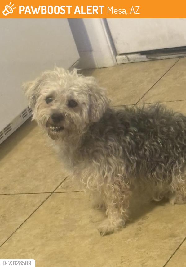 Found/Stray Male Dog last seen Jupiter and country club, Mesa, AZ 85201