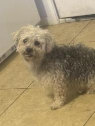 Found/Stray Male Dog last seen Jupiter and country club, Mesa, AZ 85201