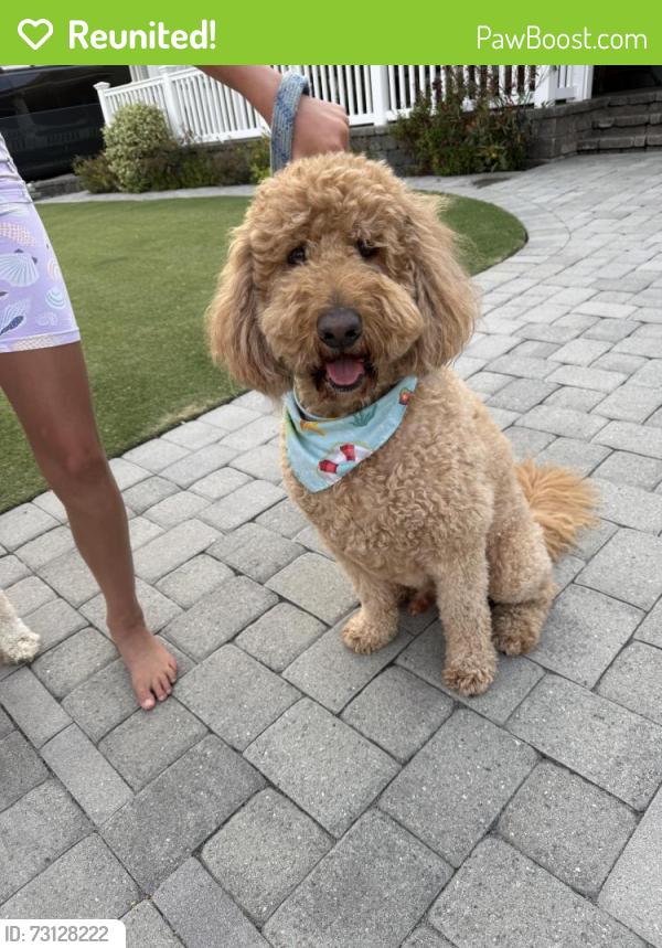 Reunited Male Dog last seen Bushard and Hamilton, Huntington Beach, CA 92646