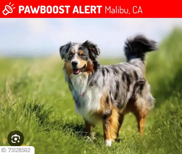 Lost Unknown Dog last seen Malibu, Malibu, CA 91302