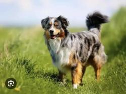 Lost Unknown Dog last seen Malibu, Malibu, CA 91302