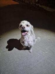 Found/Stray Male Dog last seen Jahovah Witness Church, Spring Valley, CA 91977