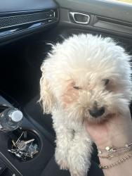Reunited Male Dog last seen Whittier ca, Whittier, CA 90605