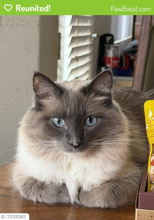 Reunited Male Cat last seen Willow Hollow Rd. & Willow Glen Dr., Chino Hills, CA 91709