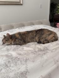 Reunited Female Cat last seen Big Tree/Badgerglen, North Las Vegas, NV 89031