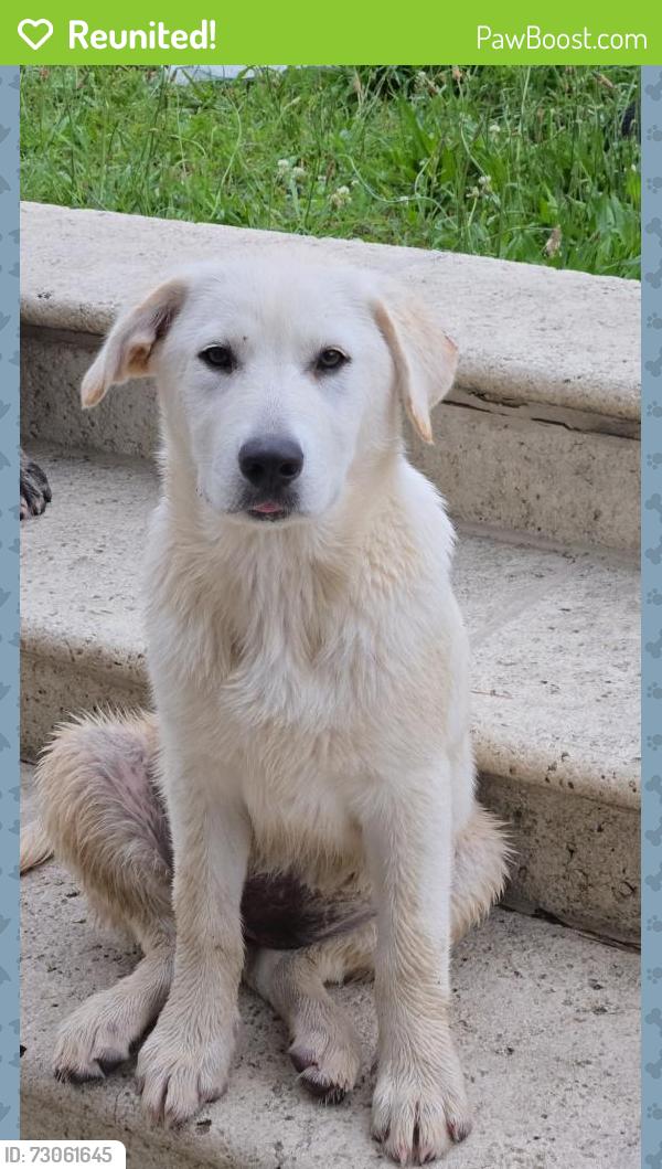 Reunited Unknown Dog last seen Morris Hill Chattanooga, Chattanooga, TN 37421