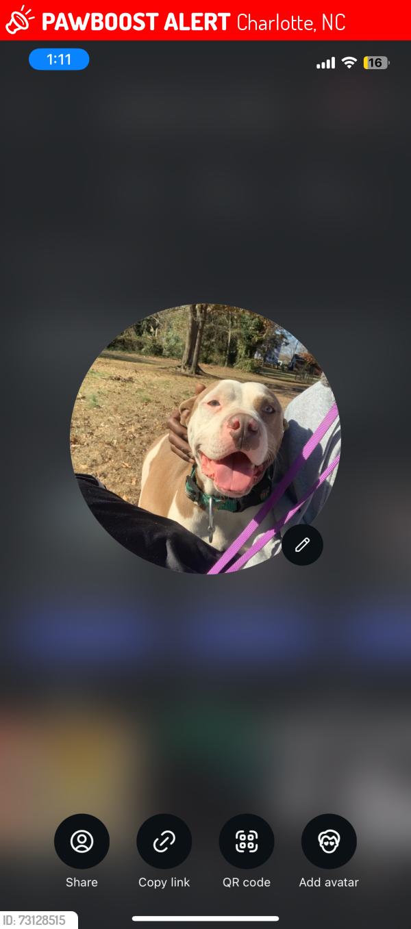 Lost Female Dog last seen Family dollar, Charlotte, NC 28216