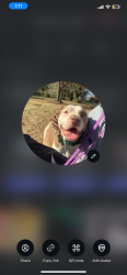 Lost Female Dog last seen Family dollar, Charlotte, NC 28216