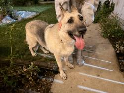 Found/Stray Female Dog last seen 31st & Pulaski, Chicago, IL 60623