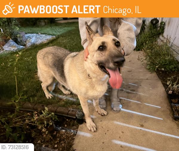Found/Stray Female Dog last seen 31st & Pulaski, Chicago, IL 60623