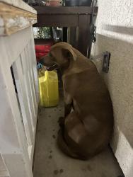 Found/Stray Male Dog last seen Juniper Elementary, Hesperia, CA 92345
