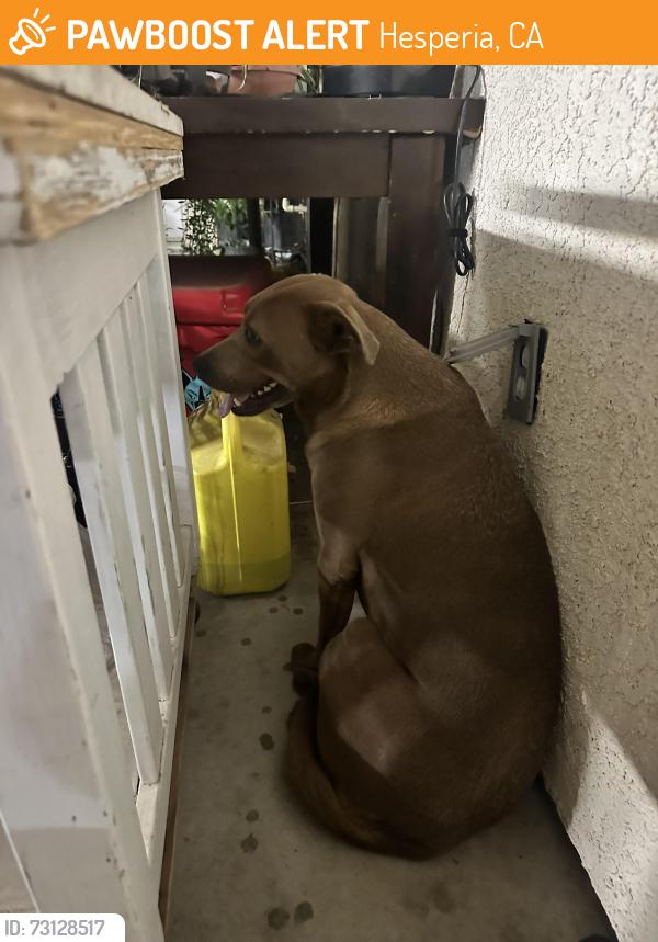 Found/Stray Male Dog last seen Juniper Elementary, Hesperia, CA 92345