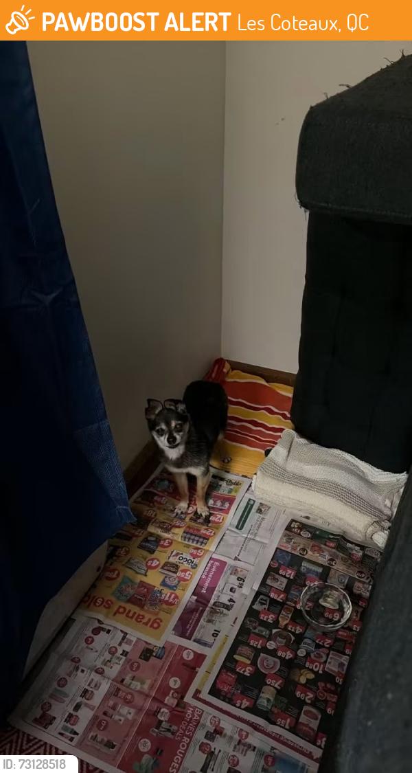 Found/Stray Male Dog last seen Rue Sauvé, Les Coteaux, QC 