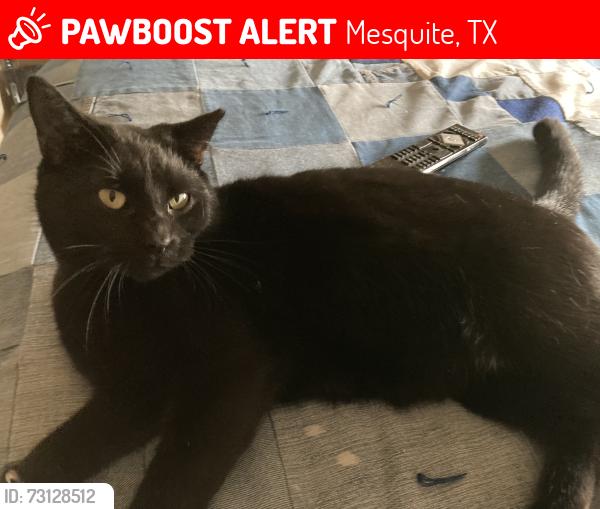 Lost Male Cat last seen Near n Beverly dr, Mesquite, TX 75149