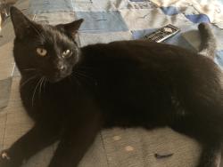 Lost Male Cat last seen Near n Beverly dr, Mesquite, TX 75149