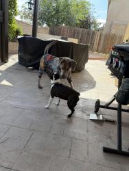 Reunited Male Dog last seen Rosena Ranch Rd, San Bernardino, CA 92407