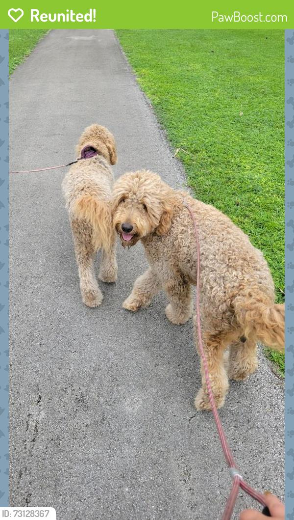 Reunited Unknown Dog last seen Near SW 36th Ave, Miami, FL 33135, USA, Miami, FL 33135
