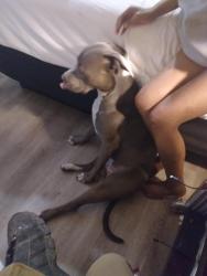 Lost Male Dog last seen Main St and jamacha blv, El Cajon, CA 92021