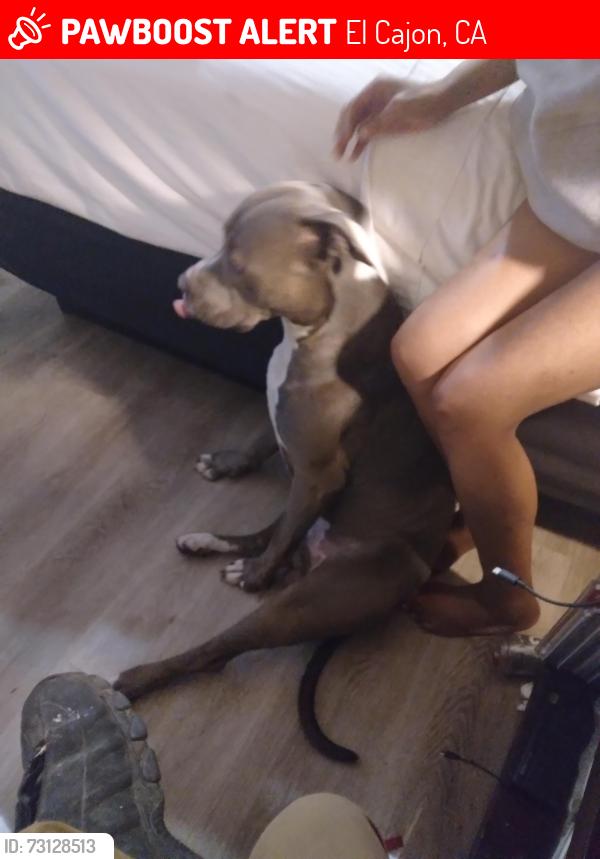 Lost Male Dog last seen Main St and jamacha blv, El Cajon, CA 92021