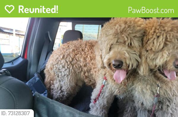 Reunited Male Dog last seen Near SW 36th Ave, Ocala, FL 34474, USA, Ocala, FL 34474