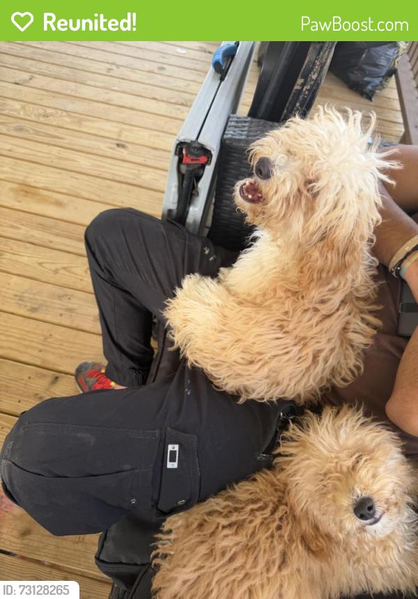 Reunited Female Dog last seen Near hwy, Four Oaks, NC 27524