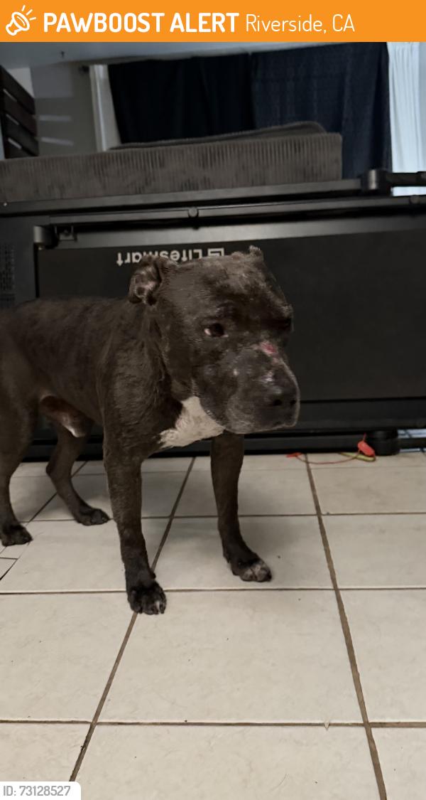 Found/Stray Male Dog last seen Jurupa Ave, Riverside, CA 92503