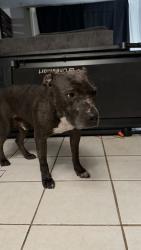 Found/Stray Male Dog last seen Jurupa Ave, Riverside, CA 92503