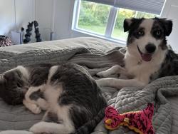 Reunited Female Dog last seen Vestal Inn Rogue River and Ethelwin, Belmont, MI 49306