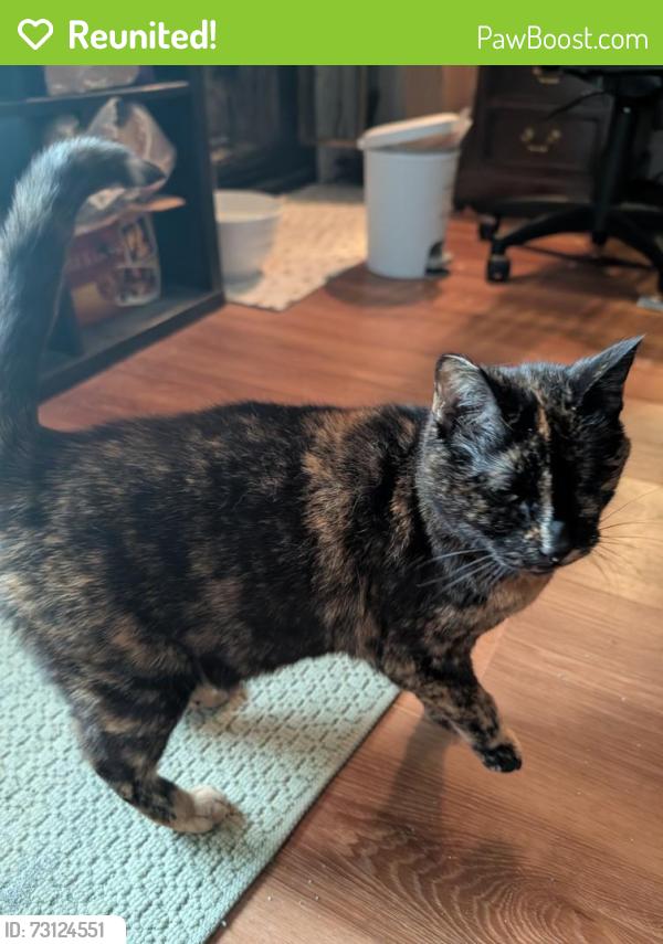 Reunited Female Cat last seen Columbus parkway, Vallejo, CA 94591
