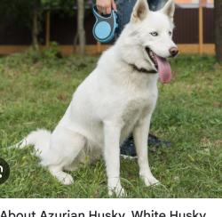 Found/Stray Unknown Dog last seen Unruh and Temple, La Puente, CA 91744
