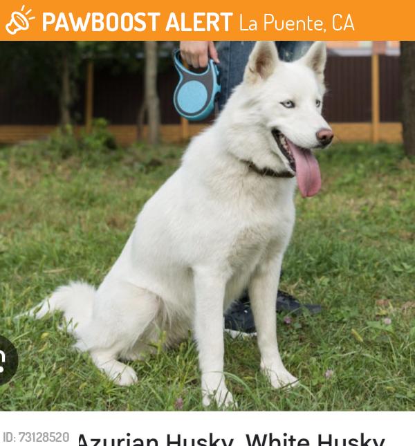 Found/Stray Unknown Dog last seen Unruh and Temple, La Puente, CA 91744