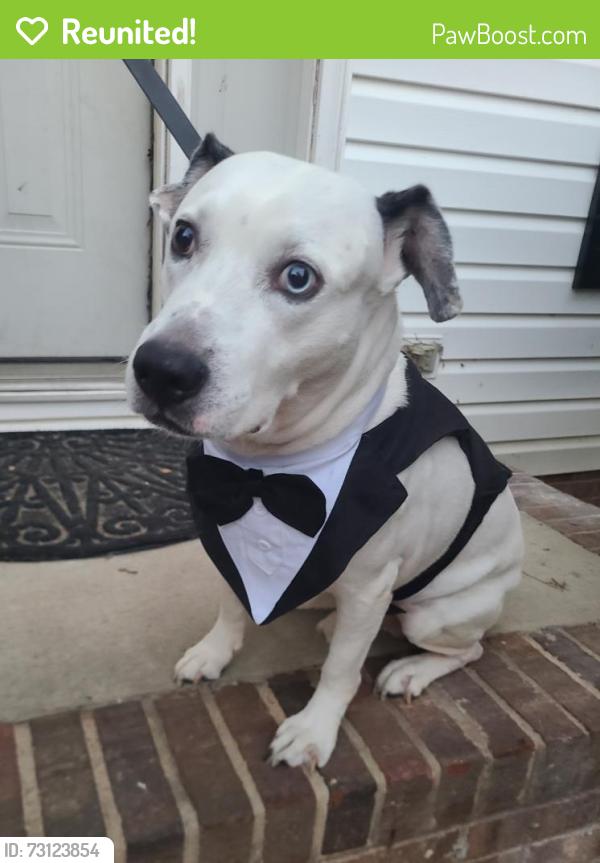 Reunited Male Dog last seen Cadmium court & Vermilion, Charlotte, NC 28215
