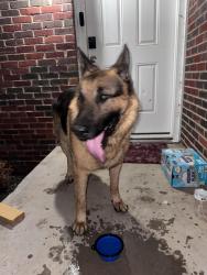 Found/Stray Male Dog last seen Nw 23rd and Portland, Oklahoma City, OK 73107