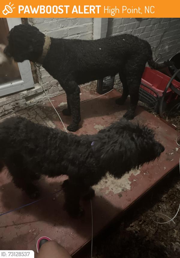 Found/Stray Male Dog last seen Wiltshire st, High Point, NC 27265