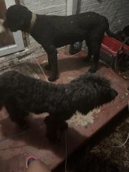 Found/Stray Male Dog last seen Wiltshire st, High Point, NC 27265