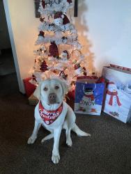 Lost Female Dog last seen Hatch and Faithome in Ceres, Hughson, CA 95326