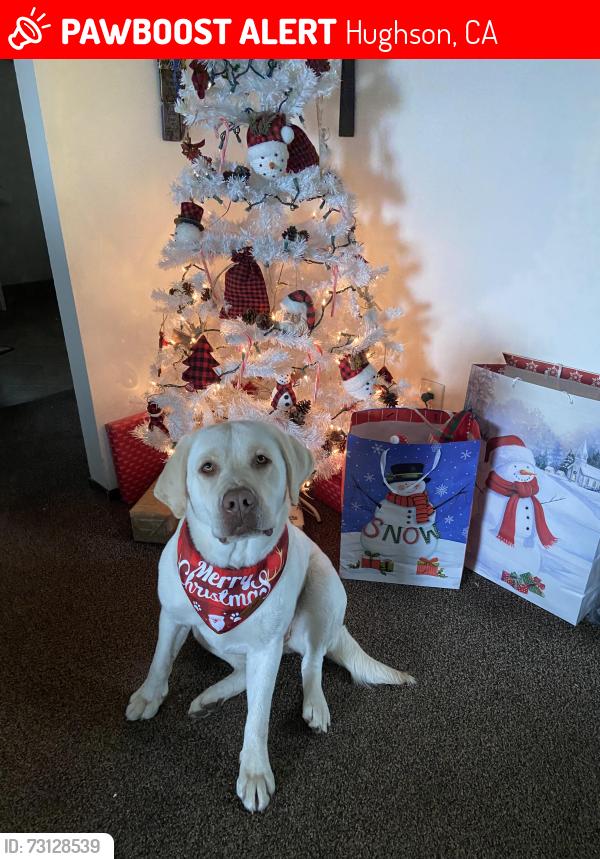 Lost Female Dog last seen Hatch and Faithome in Ceres, Hughson, CA 95326