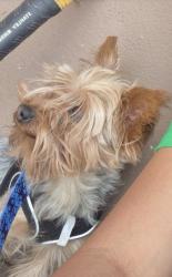 Reunited Male Dog last seen Dot St , Windmill Dr, Chaparral, NM 88081