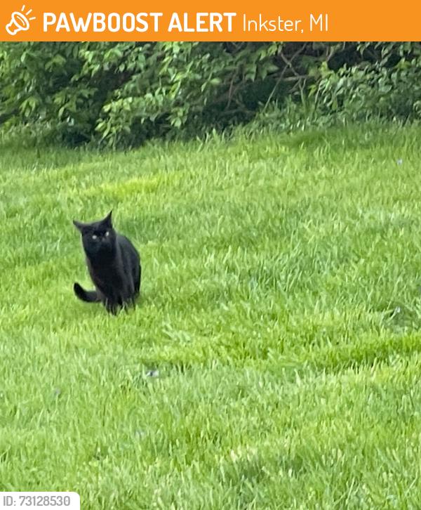 Found/Stray Male Cat last seen Avondale and Beech Daly, Inkster, MI 48141